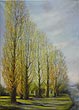 poplars